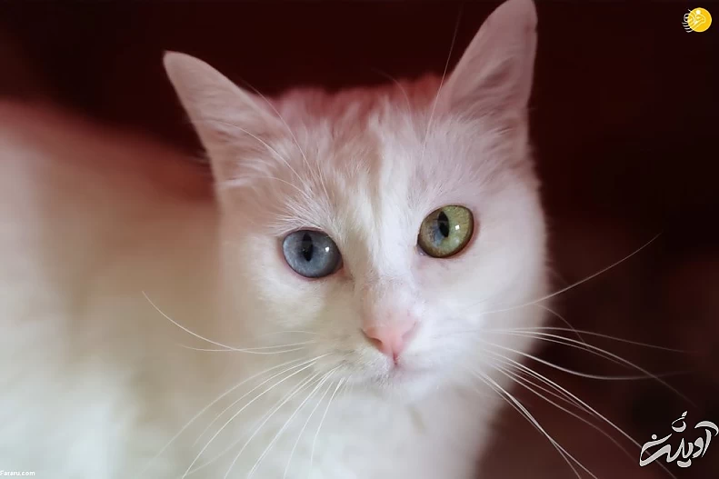 (تصاویر) ویژگیهای منحصربه فرد گربه وان